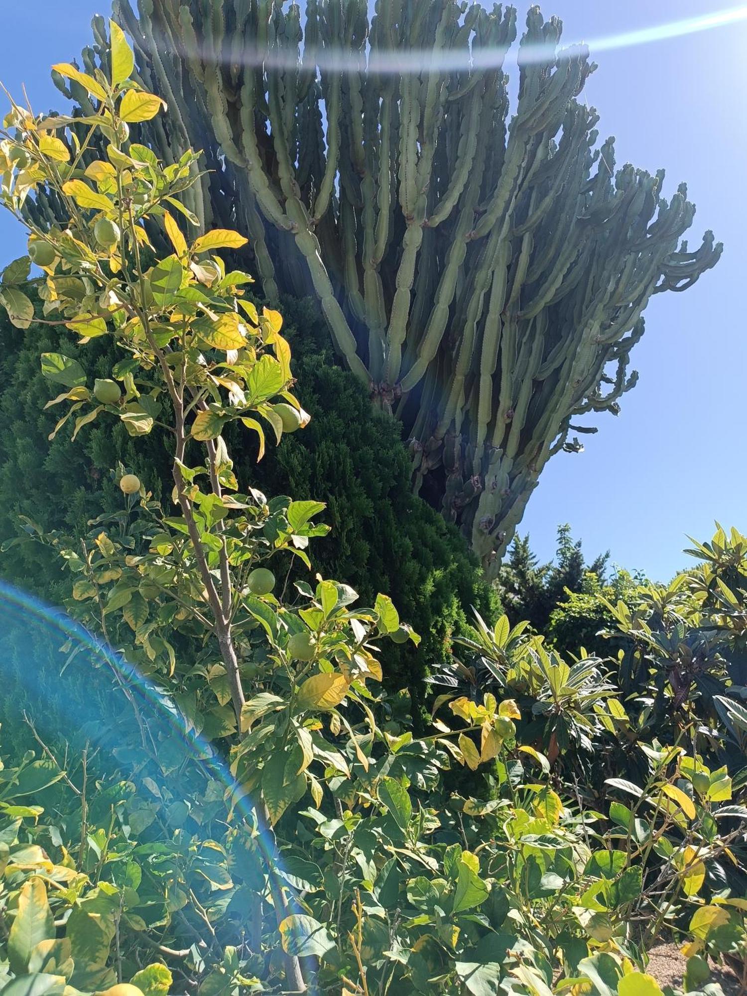 阿尔比尔Casa La Siesta Albir住宿加早餐旅馆 外观 照片